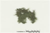 藏品(淡色同葉苔)的圖片